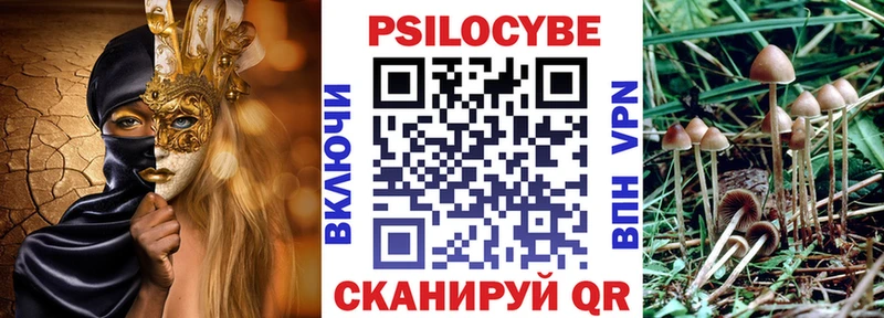 как найти   Киселёвск  Псилоцибиновые грибы Cubensis 